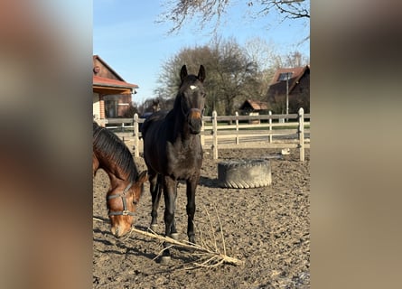 Oldenburg, Mare, 3 years, 16,1 hh, Bay-Dark