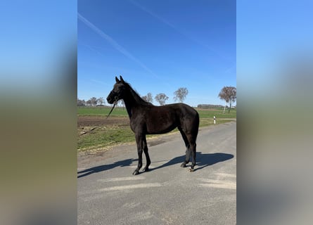 Oldenburg, Mare, 3 years, 16,1 hh, Black