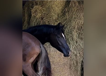 Oldenburg, Mare, 3 years, 16,1 hh, Black
