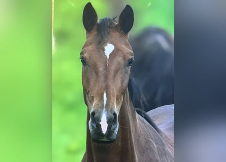 Oldenburg, Mare, 3 years, 16,1 hh, Brown