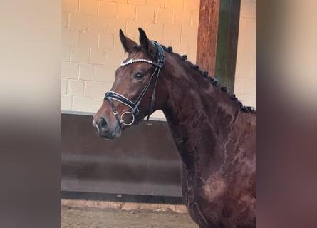 Oldenburg, Mare, 3 years, 16,1 hh, Brown