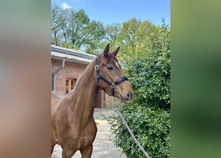 Oldenburg, Mare, 3 years, 16,1 hh, Chestnut