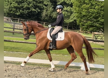 Oldenburg, Mare, 3 years, 16,1 hh, Chestnut