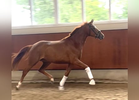 Oldenburg, Mare, 3 years, 16,1 hh, Chestnut-Red