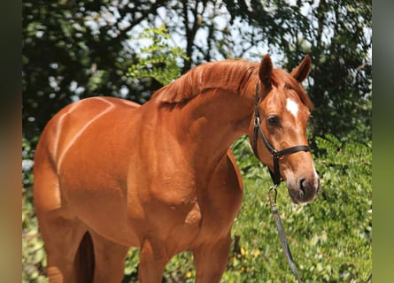 Oldenburg, Mare, 3 years, 16,1 hh, Chestnut-Red