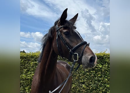 Oldenburg, Mare, 3 years, 16,1 hh, Smoky-Black