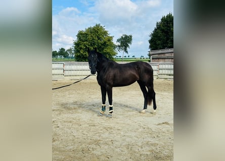 Oldenburg, Mare, 3 years, 16,2 hh, Black