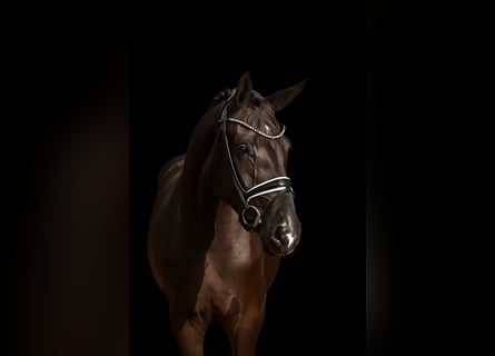 Oldenburg, Mare, 3 years, 16,2 hh, Black