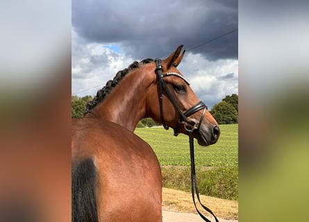 Oldenburg, Mare, 3 years, 16,2 hh, Brown