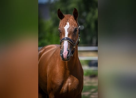 Oldenburg, Mare, 3 years, 16,2 hh, Chestnut-Red