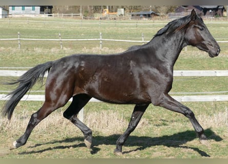 Oldenburg, Mare, 3 years, 16,3 hh, Black