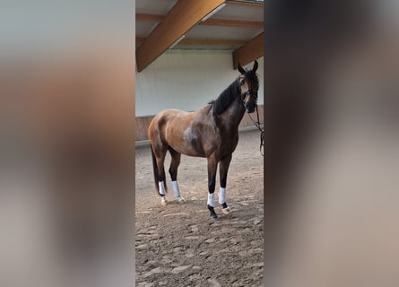 Oldenburg, Mare, 3 years, 16,3 hh, Brown