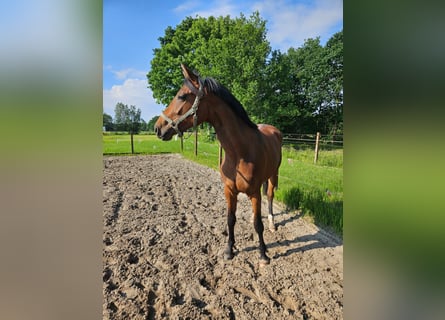 Oldenburg, Mare, 3 years, 16,3 hh, Brown