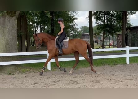 Oldenburg, Mare, 3 years, 17 hh, Chestnut-Red