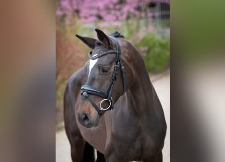 Oldenburg, Mare, 4 years, 15.2 hh, Bay-Dark
