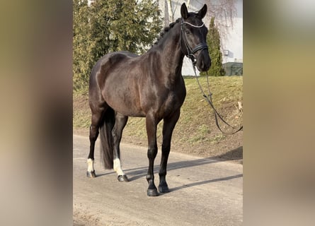 Oldenburg, Mare, 4 years, 15.2 hh, Black