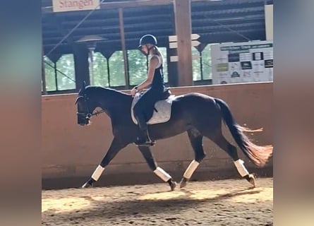 Oldenburg, Mare, 4 years, 15.2 hh, Black