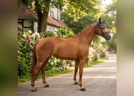 Oldenburg, Mare, 4 years, 15.2 hh, Chestnut-Red