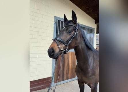 Oldenburg, Mare, 4 years, 15,2 hh, Bay-Dark