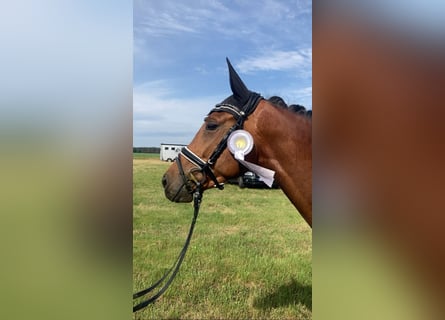 Oldenburg, Mare, 4 years, 15,2 hh, Brown