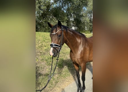 Oldenburg, Mare, 4 years, 15,2 hh, Brown