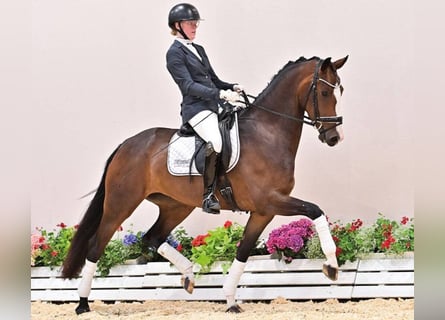 Oldenburg, Mare, 4 years, 15,2 hh, Brown