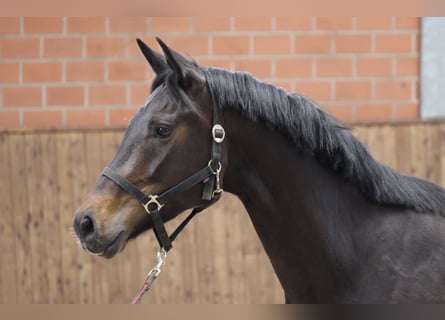 Oldenburg, Mare, 4 years, 16.1 hh, Bay-Dark
