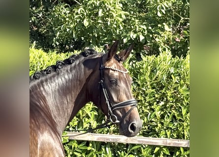 Oldenburg, Mare, 4 years, 16.1 hh, Bay-Dark