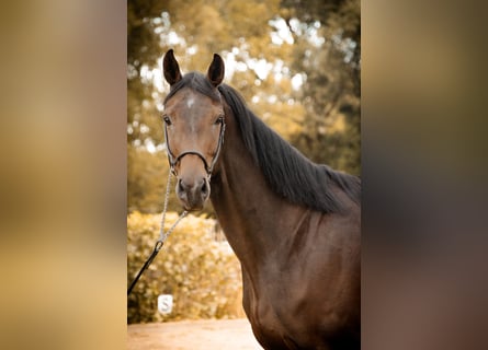 Oldenburg, Mare, 4 years, 16.1 hh, Bay-Dark
