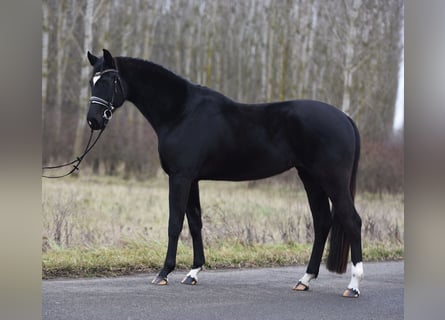 Oldenburg, Mare, 4 years, 16,1 hh, Black