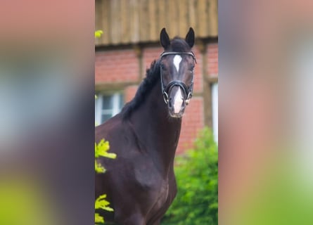 Oldenburg, Mare, 4 years, 16.1 hh, Black