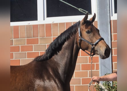 Oldenburg, Mare, 4 years, 16.1 hh, Brown