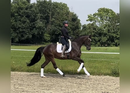 Oldenburger, Stute, 4 Jahre, 16,1 hh, Brauner