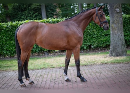 Oldenburg, Mare, 4 years, 16.1 hh, Brown