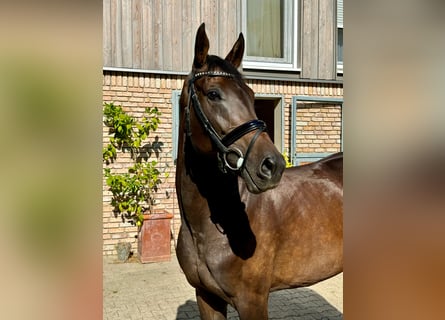 Oldenburg, Mare, 4 years, 16,1 hh, Brown