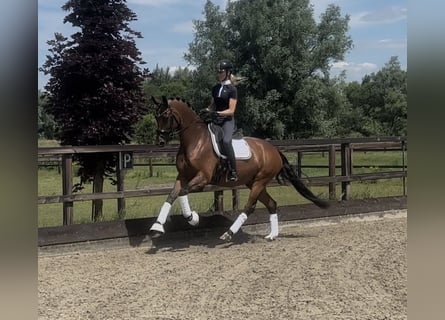 Oldenburg, Mare, 4 years, 16.1 hh, Brown