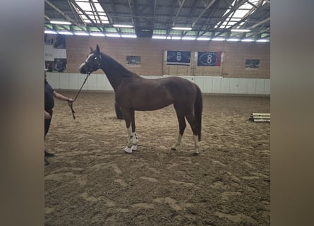 Oldenburg, Mare, 4 years, 16.1 hh, Chestnut