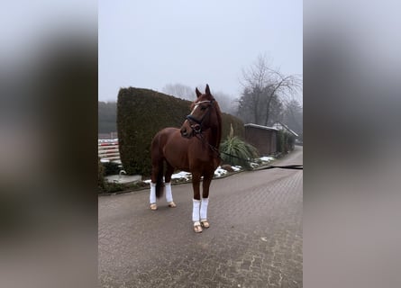 Oldenburg, Mare, 4 years, 16,1 hh, Chestnut-Red