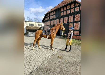 Oldenburg, Mare, 4 years, 16.1 hh, Chestnut-Red