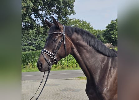 Oldenburg, Mare, 4 years, 16,1 hh, Smoky-Black