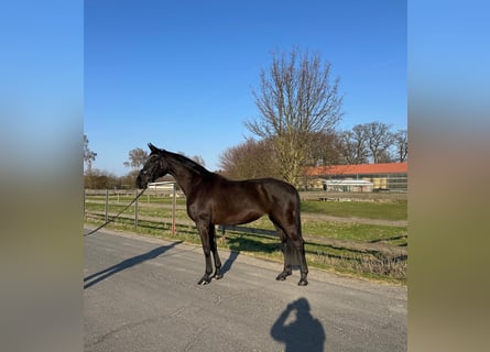 Oldenburg, Mare, 4 years, 16.2 hh, Black