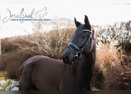 Oldenburg, Mare, 4 years, 16.2 hh, Black