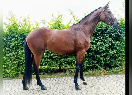 Oldenburg, Mare, 4 years, 16.2 hh, Brown