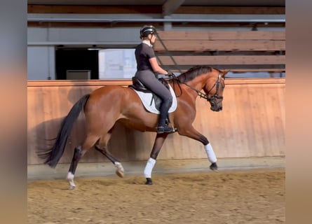 Oldenburg, Mare, 4 years, 16.2 hh, Brown