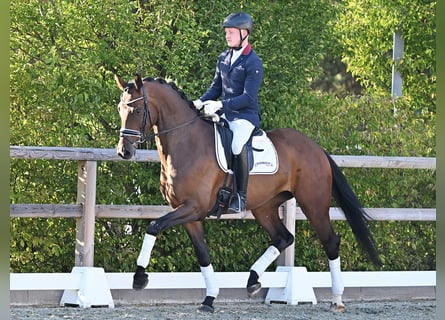 Oldenburg, Mare, 4 years, 16.2 hh, Brown
