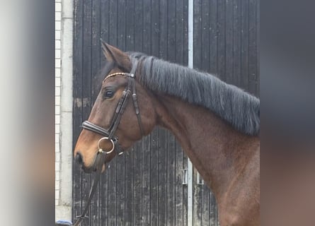 Oldenburg, Mare, 4 years, 16.2 hh, Brown