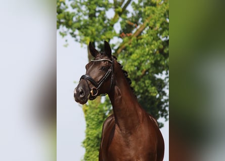 Oldenburg, Mare, 4 years, 16,2 hh, Smoky-Black