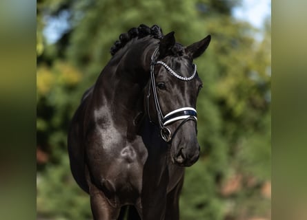 Oldenburg, Mare, 4 years, 16.3 hh, Black