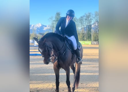 Oldenburg, Mare, 4 years, 16.3 hh, Brown