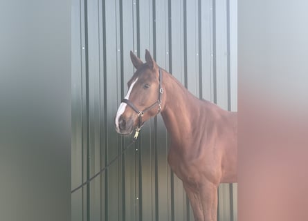 Oldenburg, Mare, 4 years, 16.3 hh, Chestnut